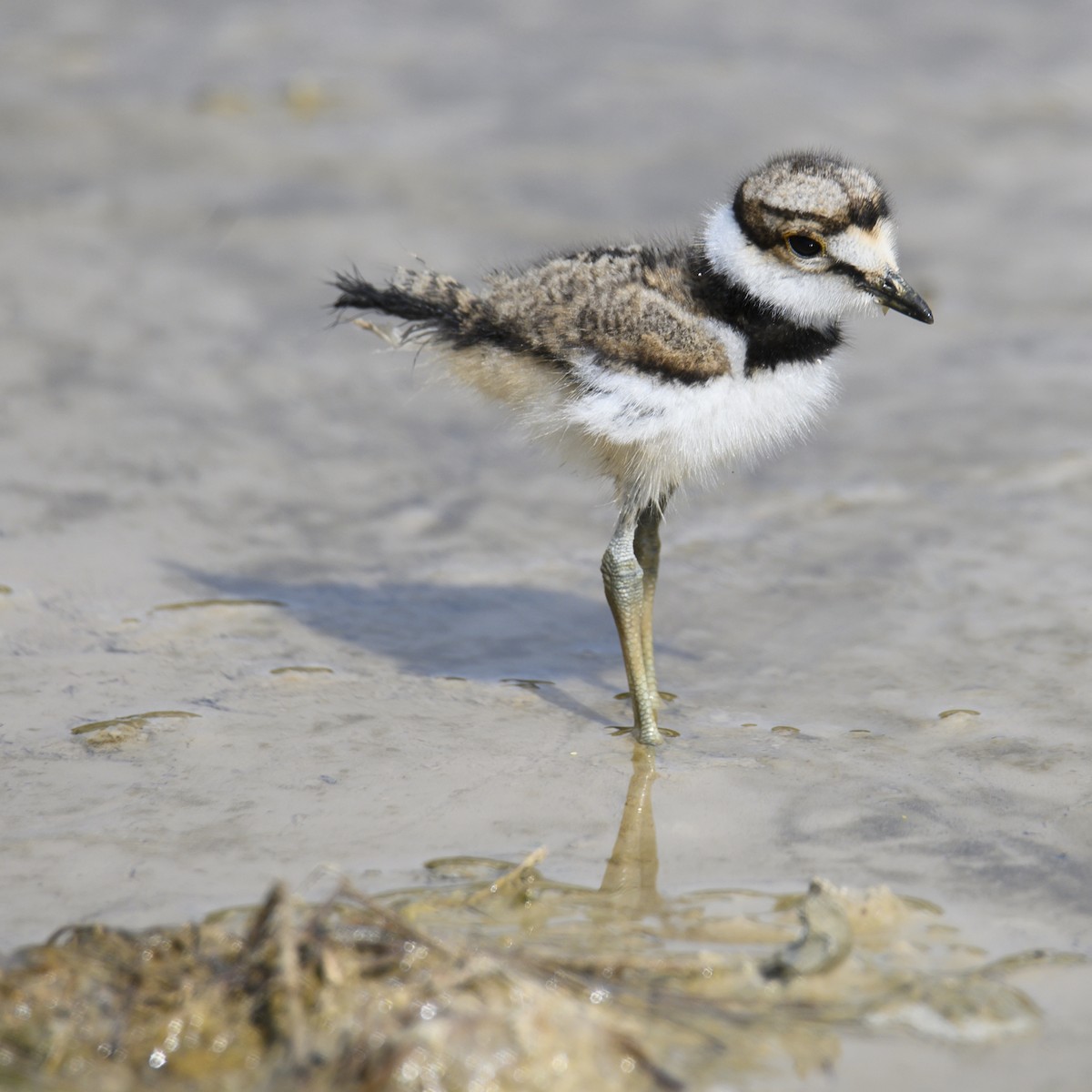 Killdeer - ML608678883