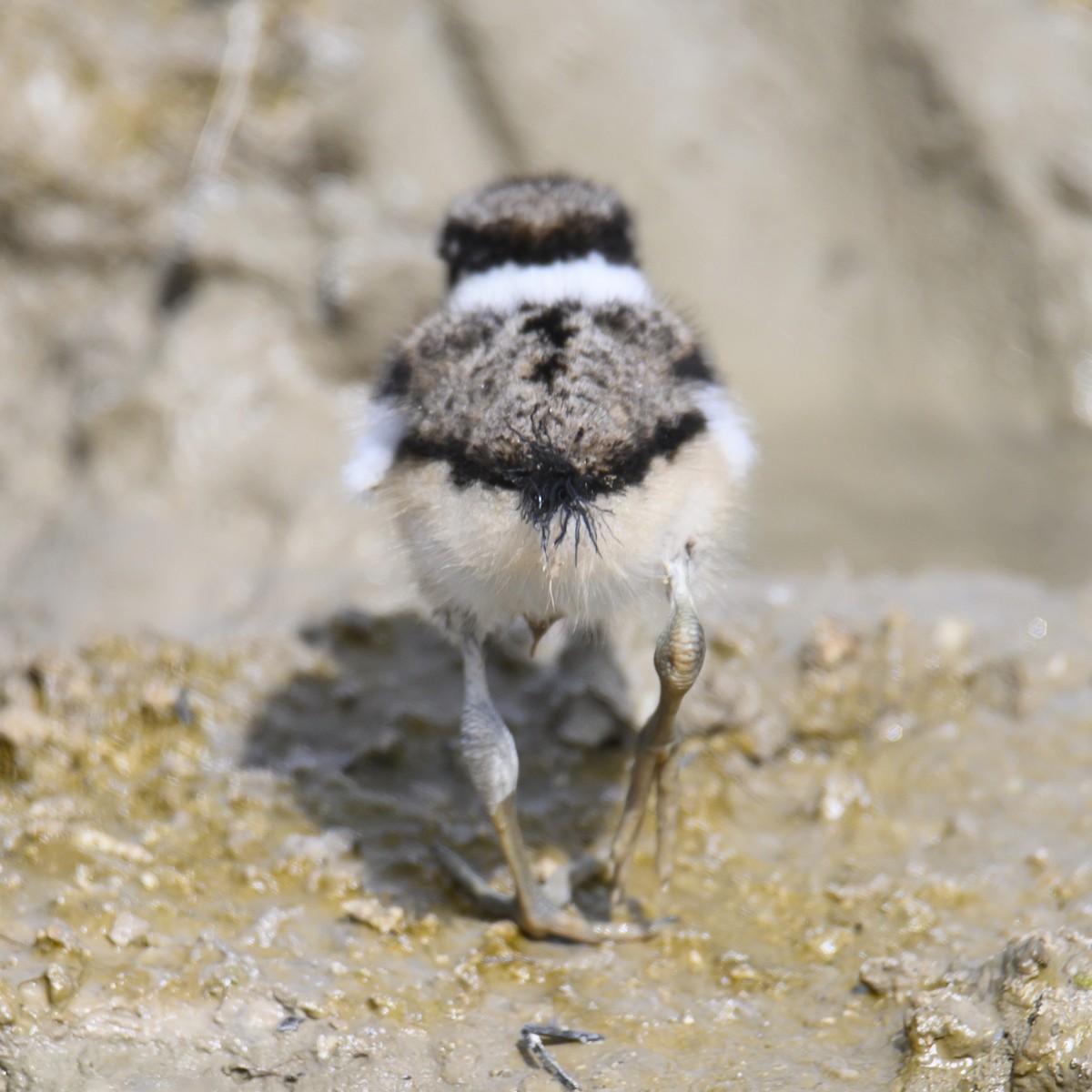 Killdeer - ML608678892