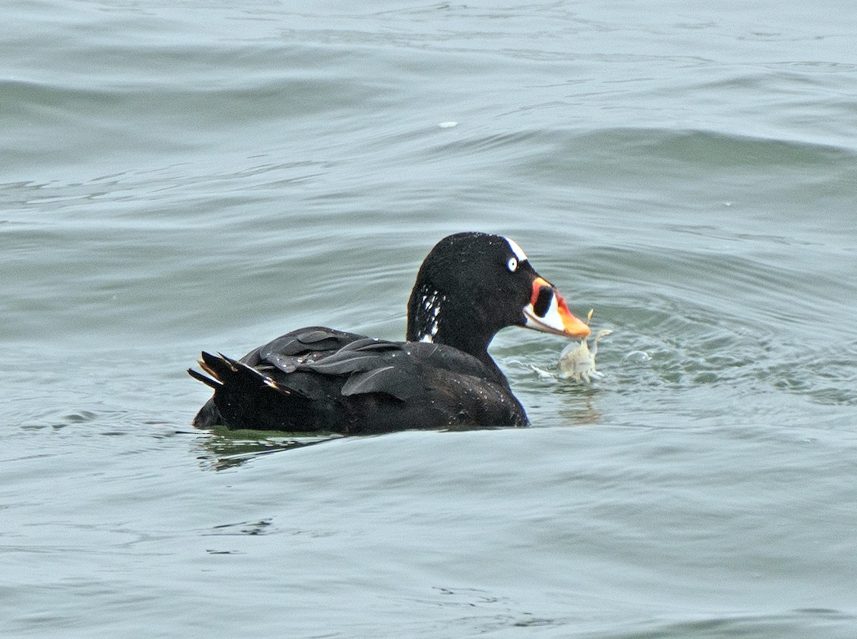 Surf Scoter - ML608678896