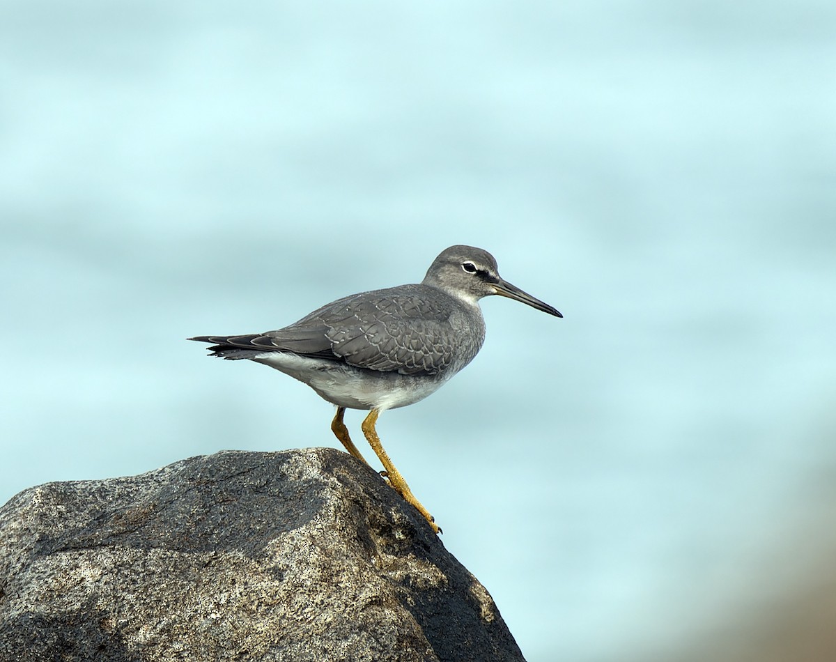 Wandering Tattler - ML608678903