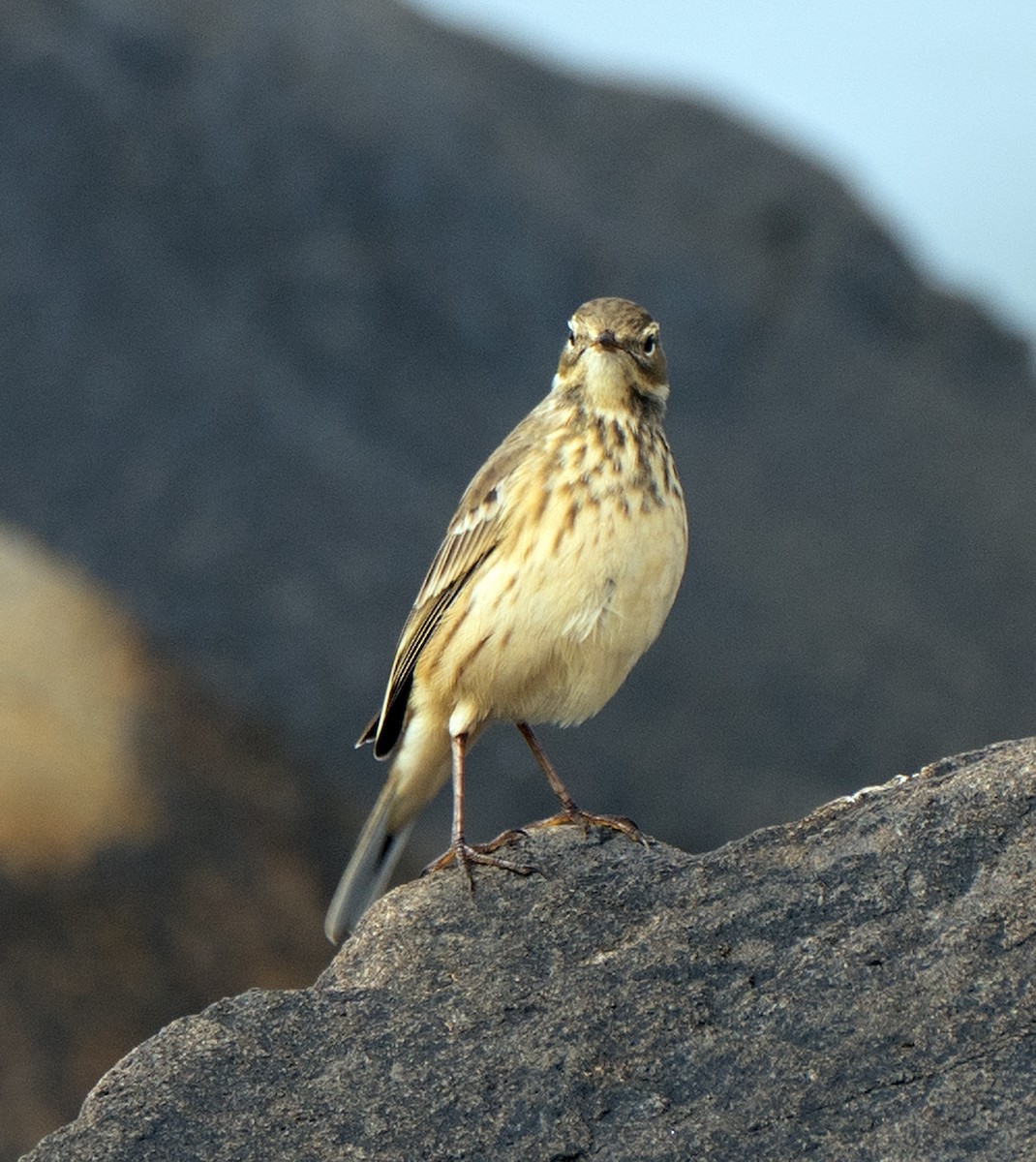 American Pipit - ML608678918