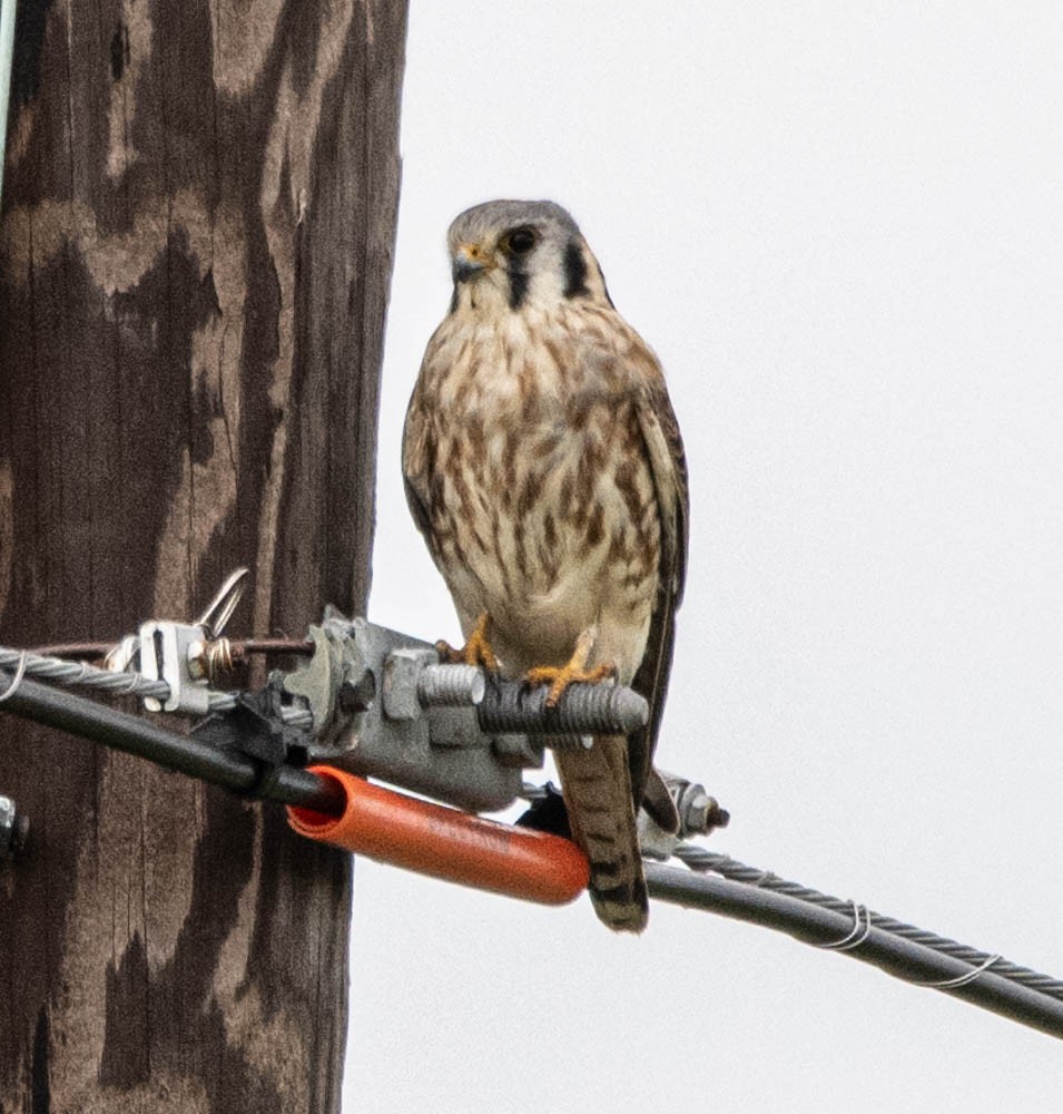 American Kestrel - Carlton Cook