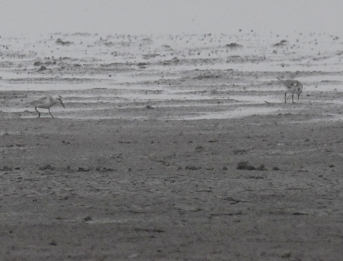 Sanderling - Jonathan Heller