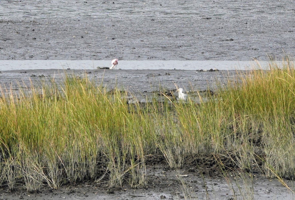 Roseate Spoonbill - ML608679016