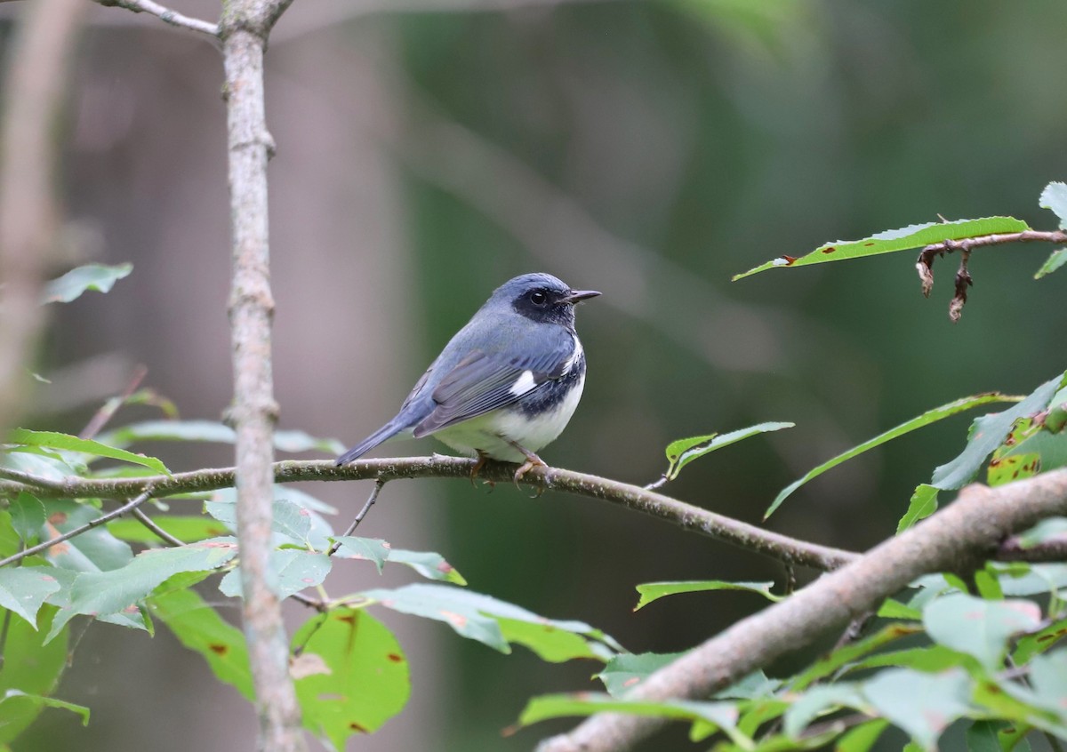 Black-throated Blue Warbler - ML608679030