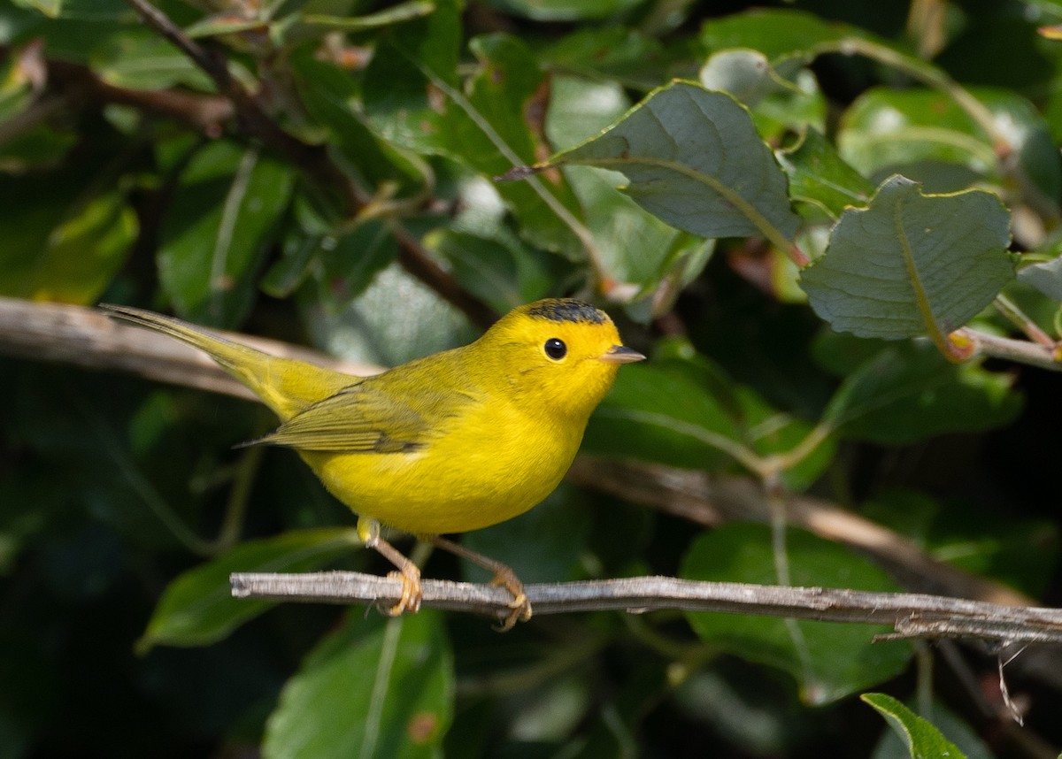 Wilson's Warbler - Scott Berglund