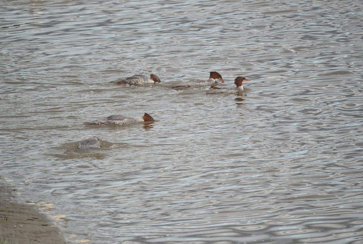 Common Merganser - ML608679163