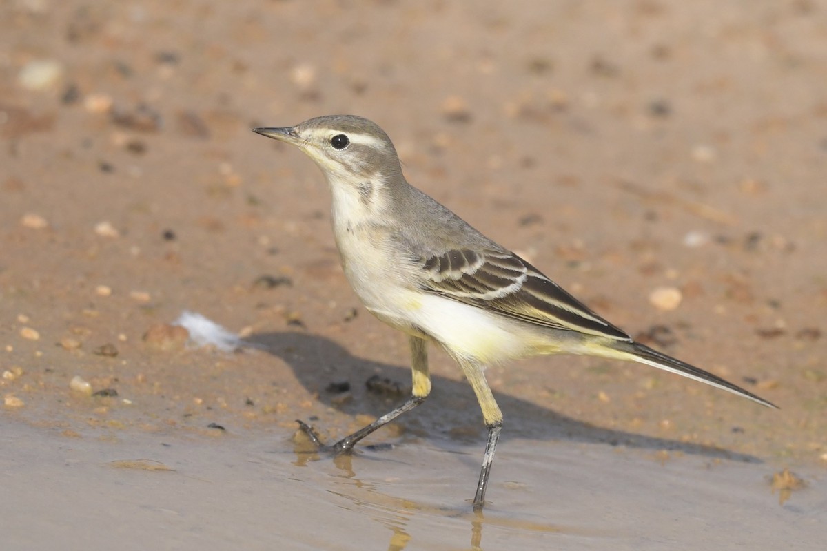 Western Yellow Wagtail - Khalifa Al Dhaheri