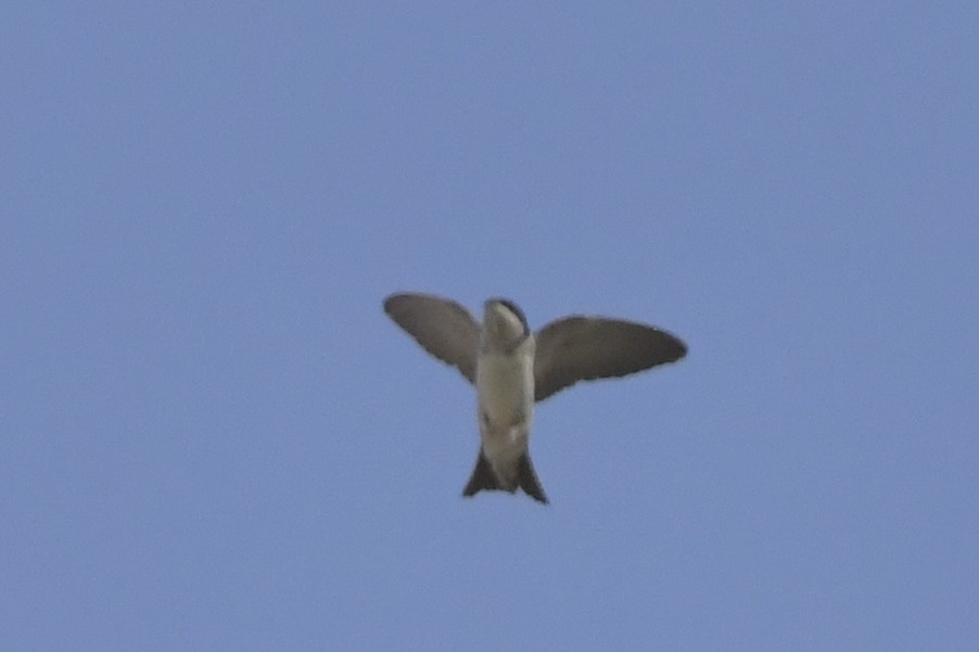 Western House-Martin - ML608679183