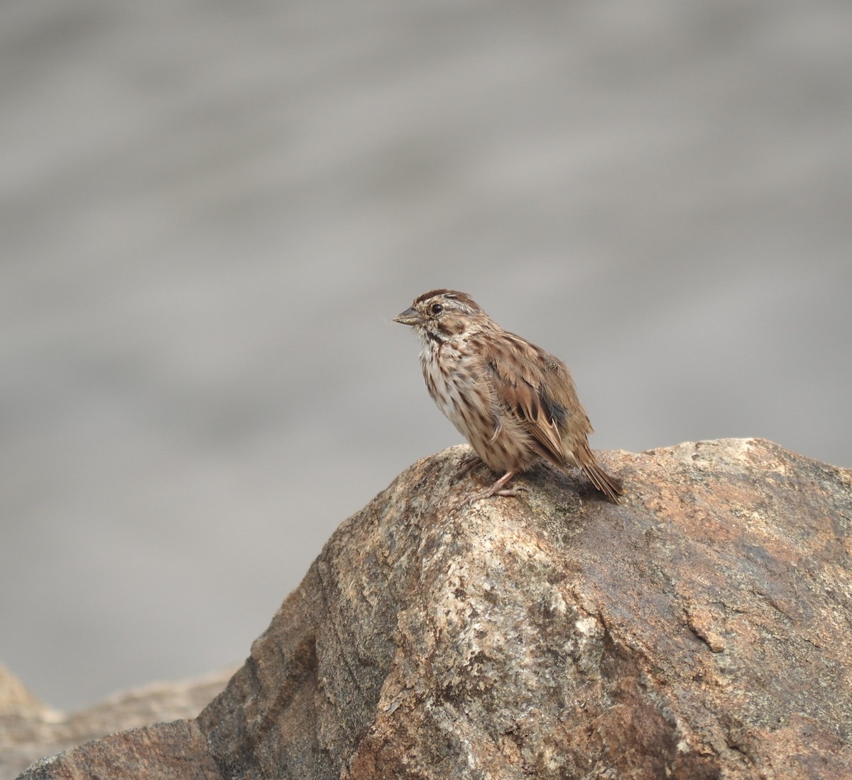 Song Sparrow - ML608679188