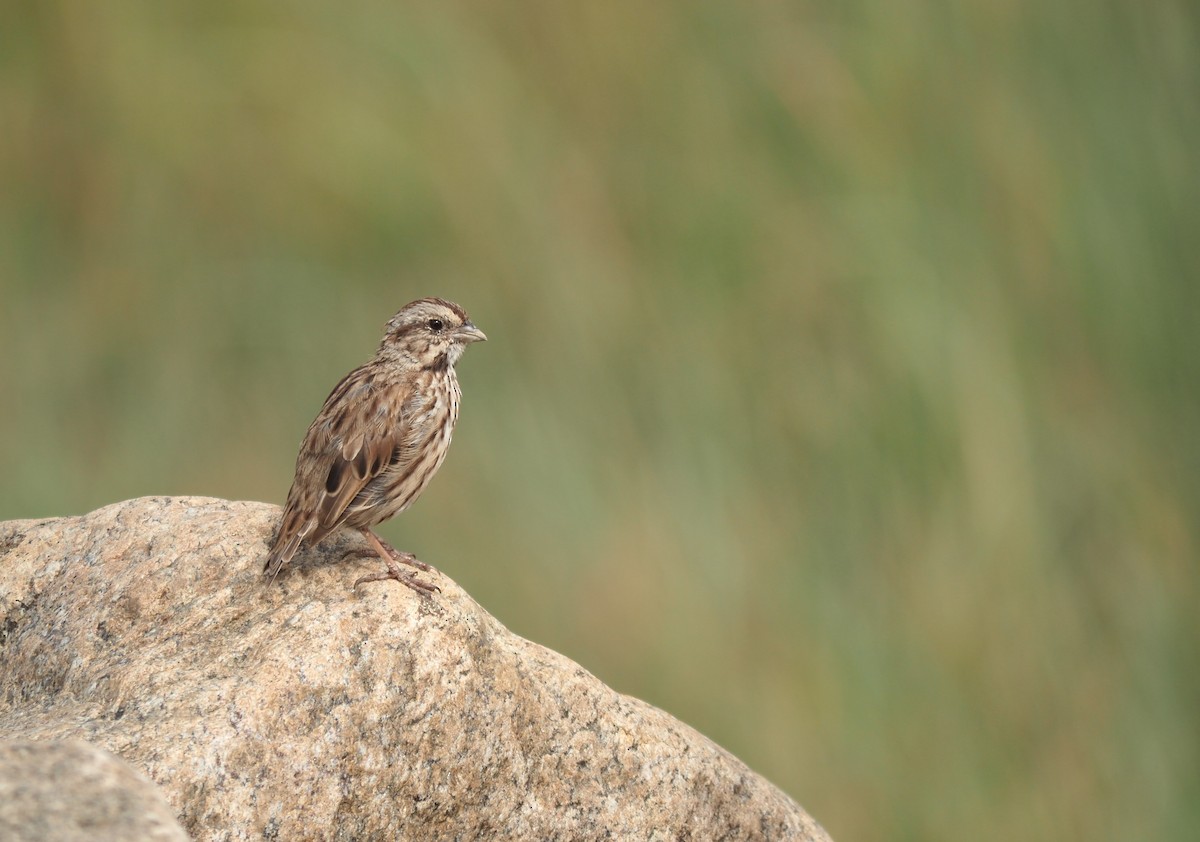 Song Sparrow - ML608679189