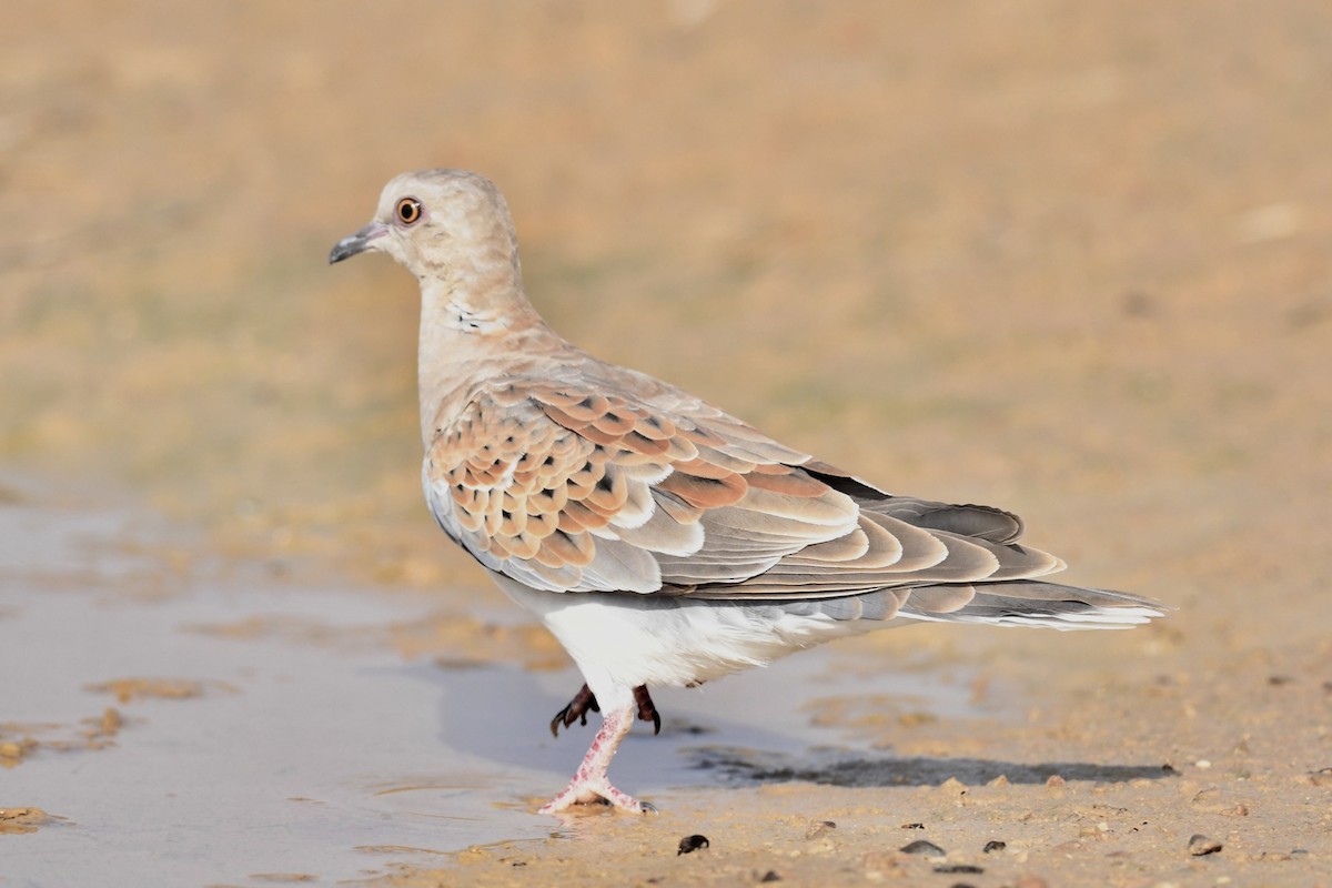 European Turtle-Dove - ML608679190