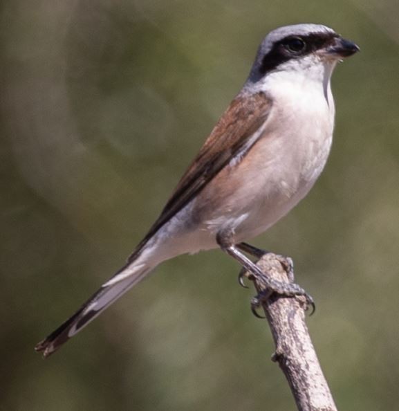 Red-backed Shrike - ML608679204