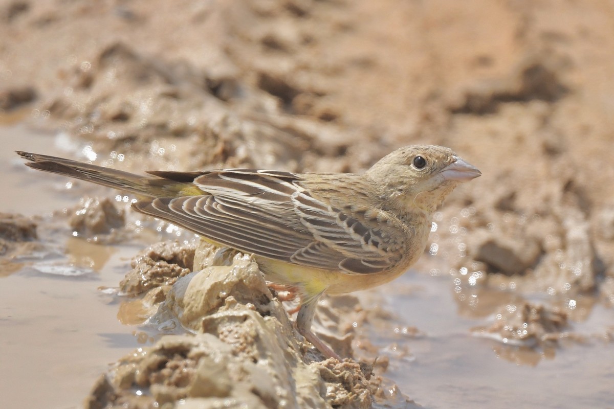 Black-headed Bunting - ML608679253