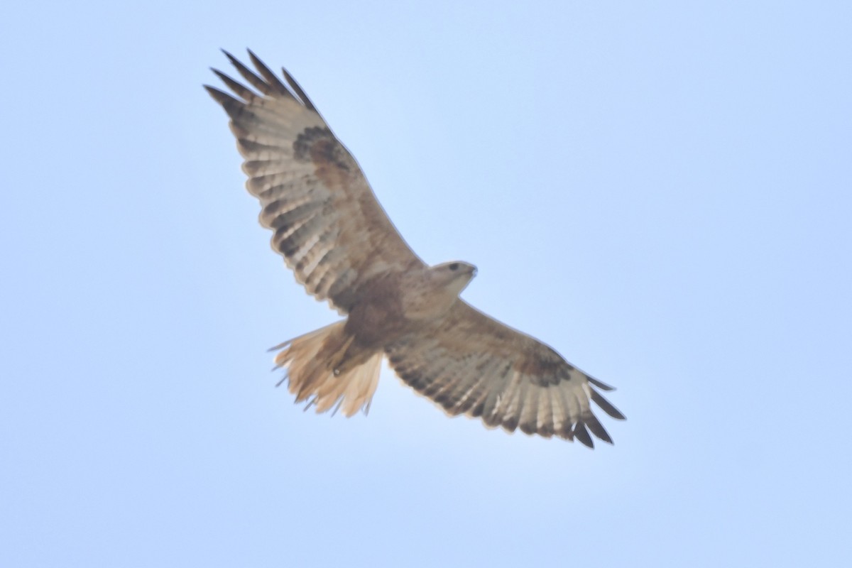 Long-legged Buzzard - ML608679261