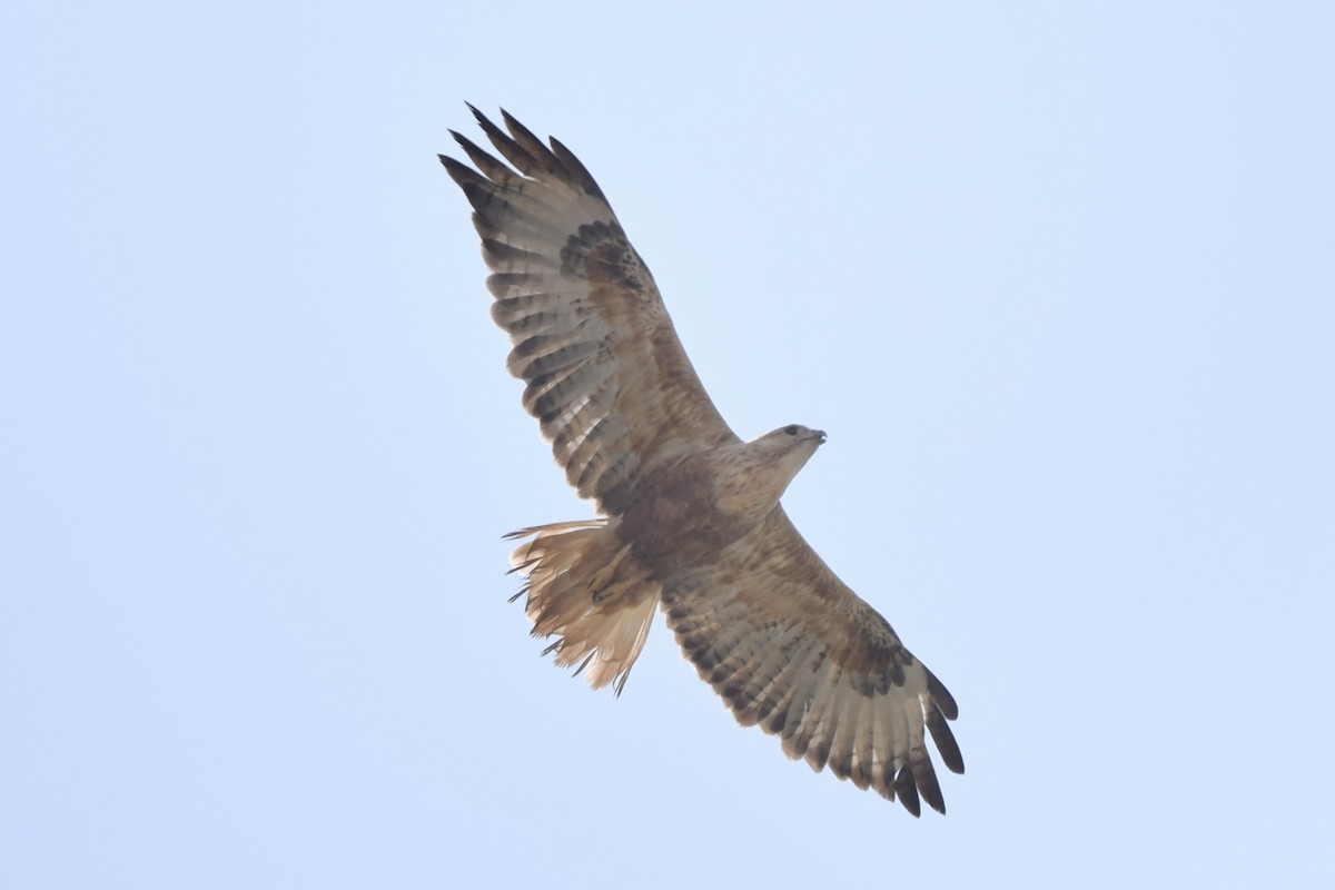 Long-legged Buzzard - ML608679262