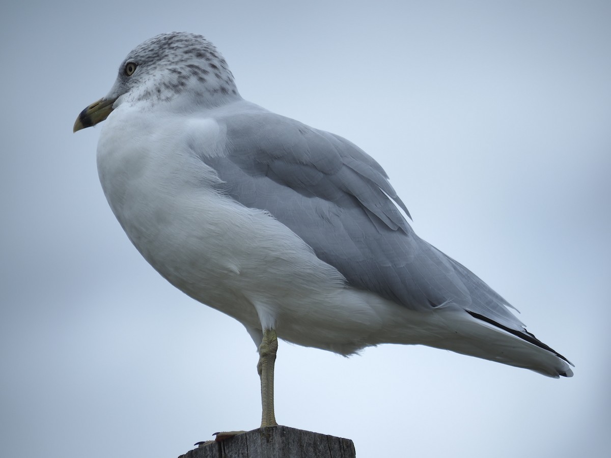 Ring-billed Gull - André Dionne