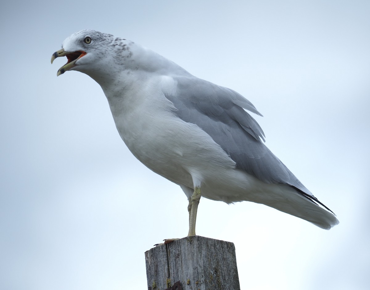 Ring-billed Gull - ML608679266