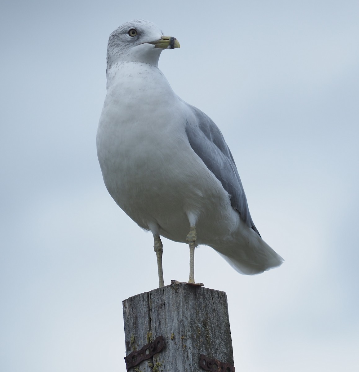 Ring-billed Gull - ML608679267