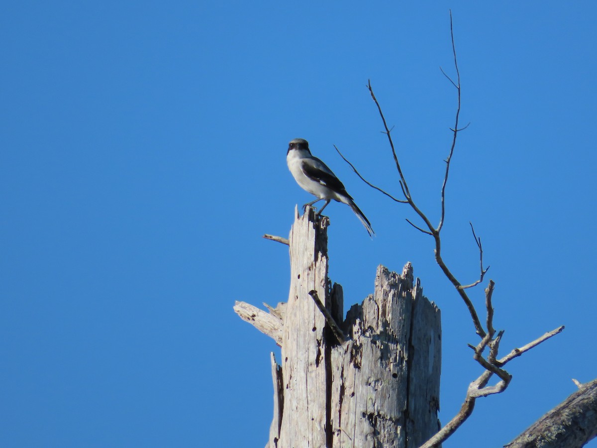 Loggerhead Shrike - ML608679325