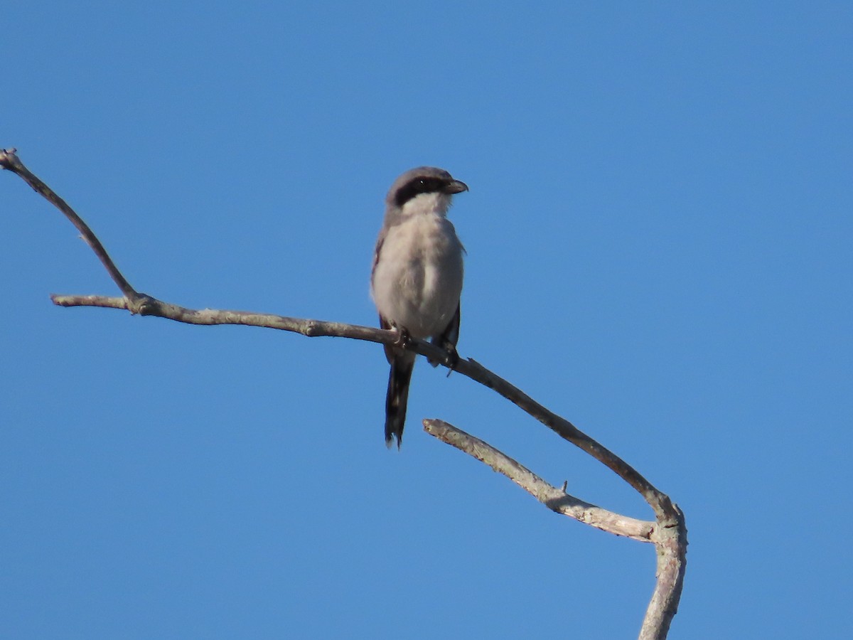 Loggerhead Shrike - ML608679336