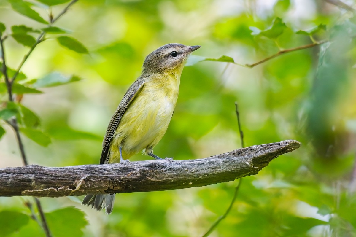 Philadelphia Vireo - ML608679337