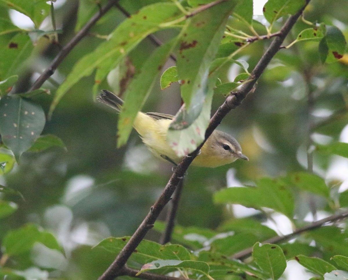 Philadelphia Vireo - ML608679361