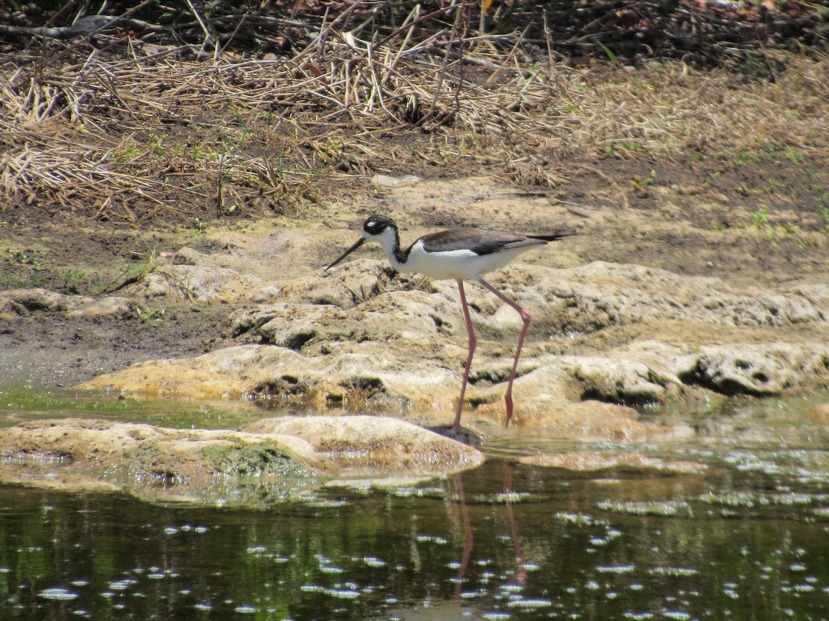 Black-necked Stilt - ML60867941