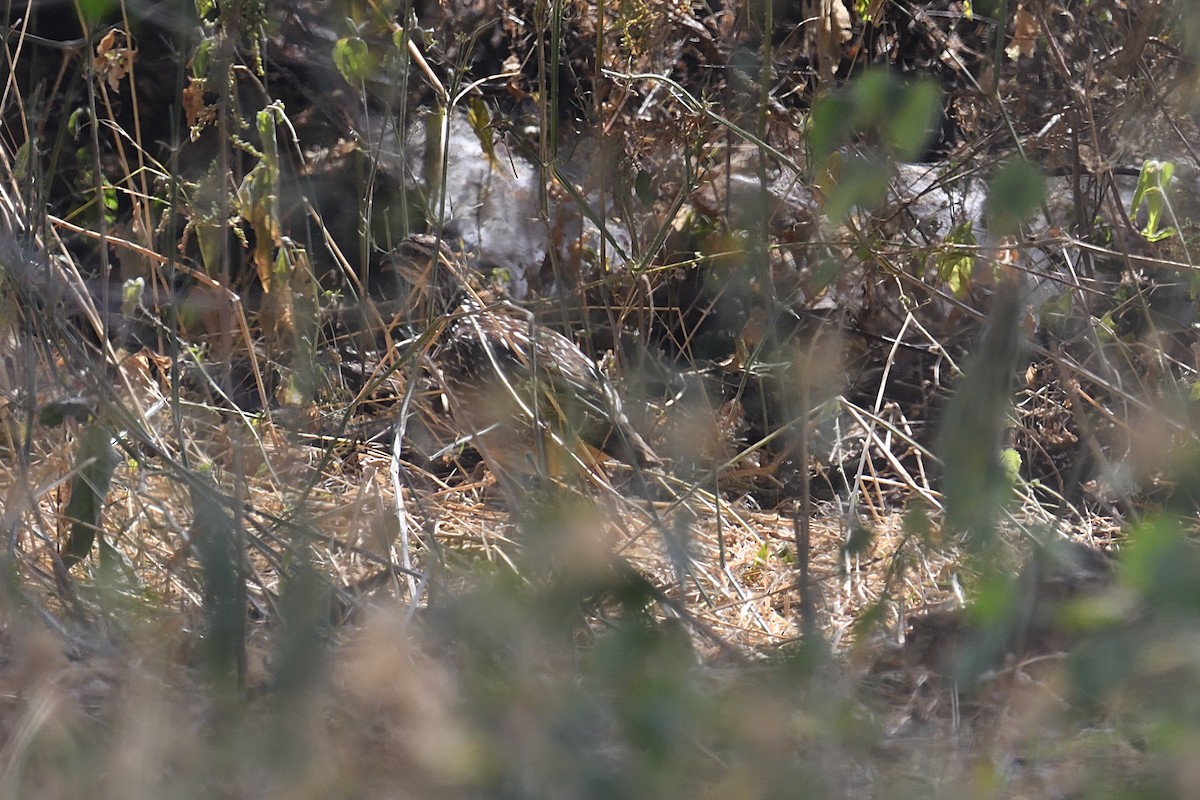 Crested Francolin - ML608679434