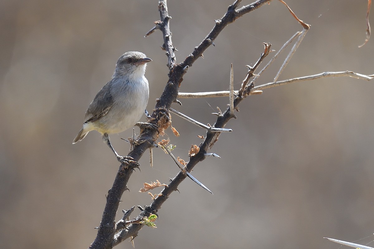 Yellow-vented Eremomela - ML608679501