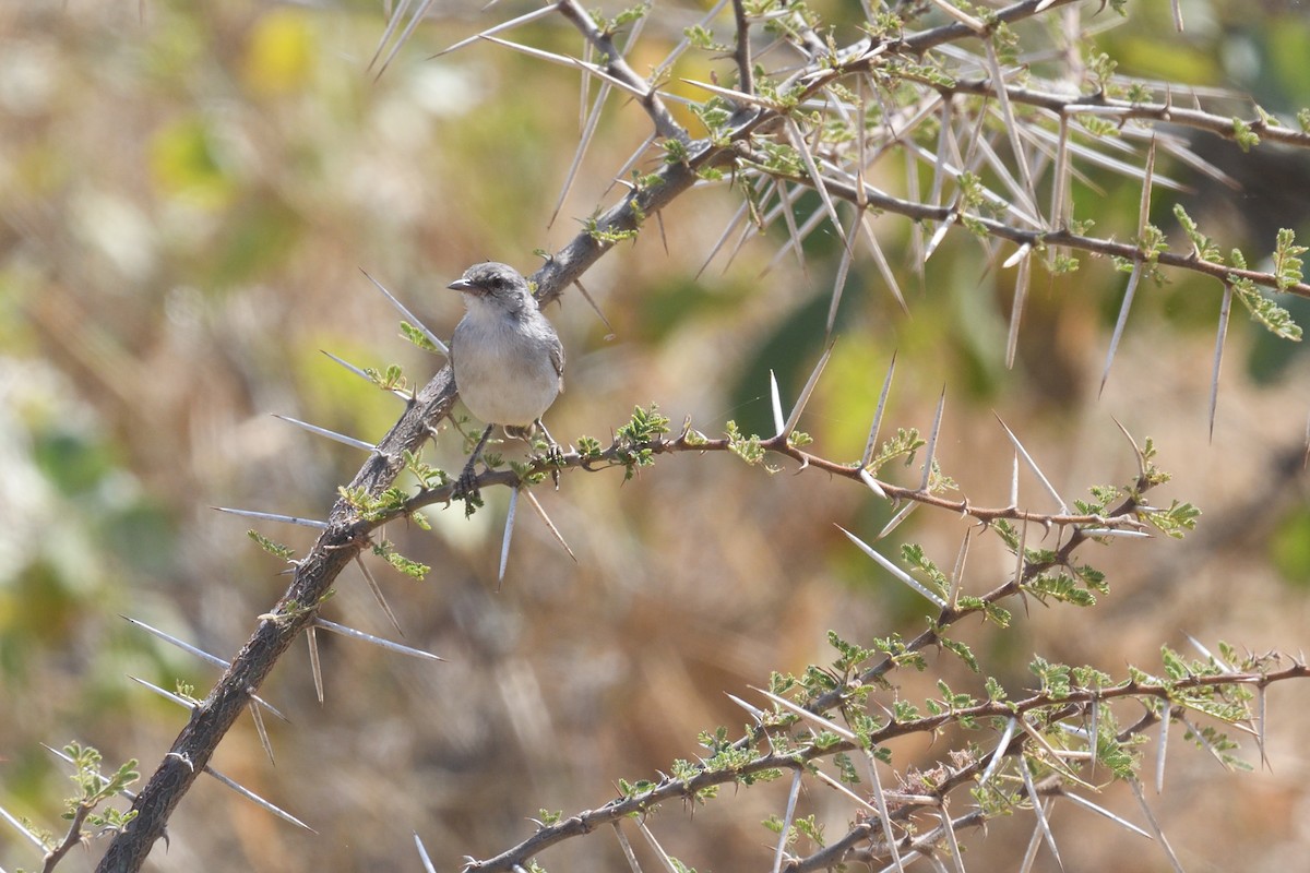 Yellow-vented Eremomela - ML608679503