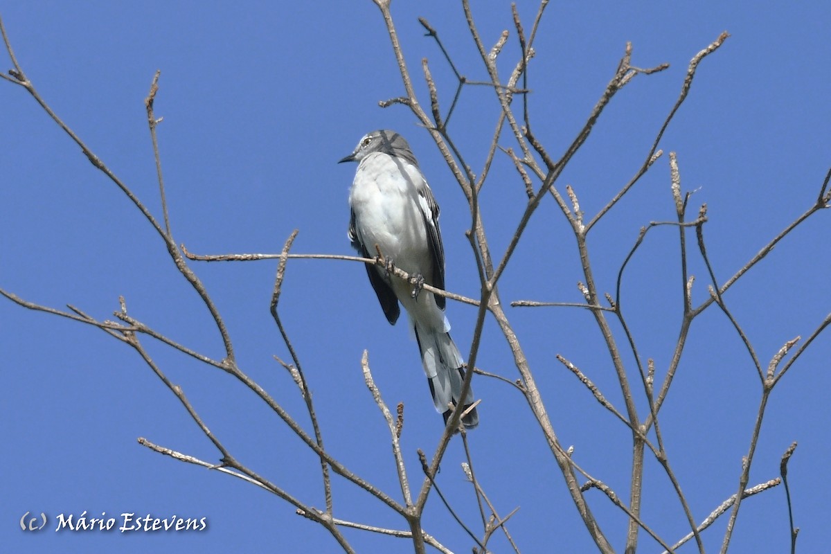 Northern Mockingbird - ML608679534