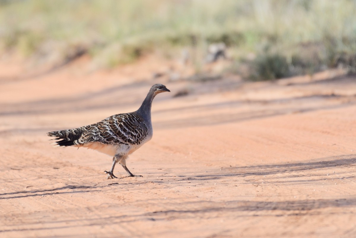 Malleefowl - ML608679597