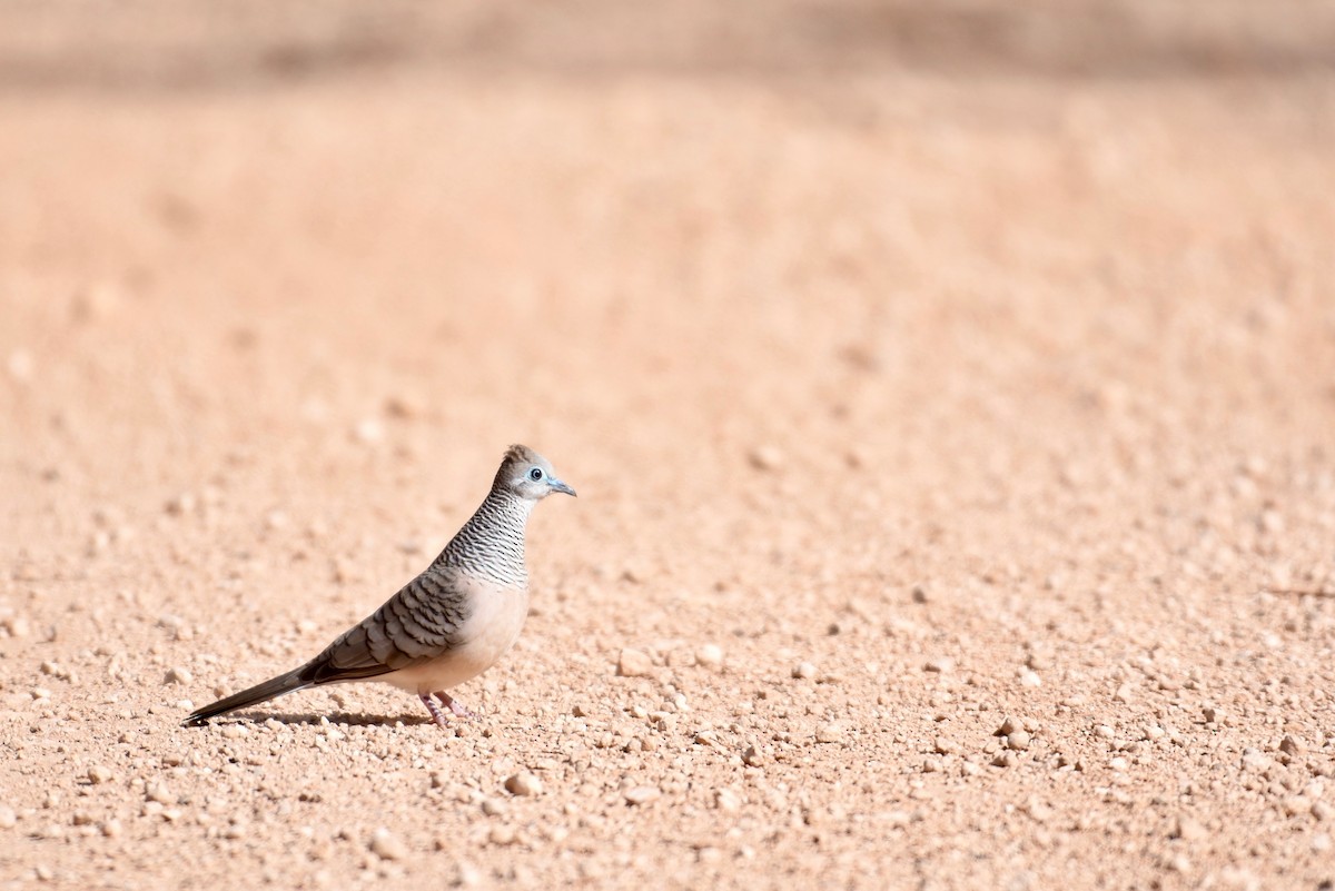 Peaceful Dove - Fred Booker Malcolm