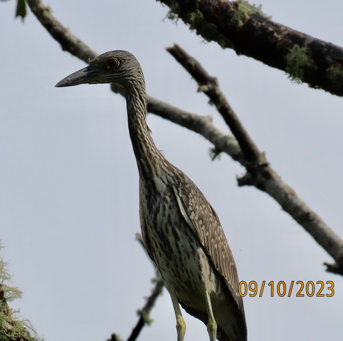 Yellow-crowned Night Heron - ML608679671