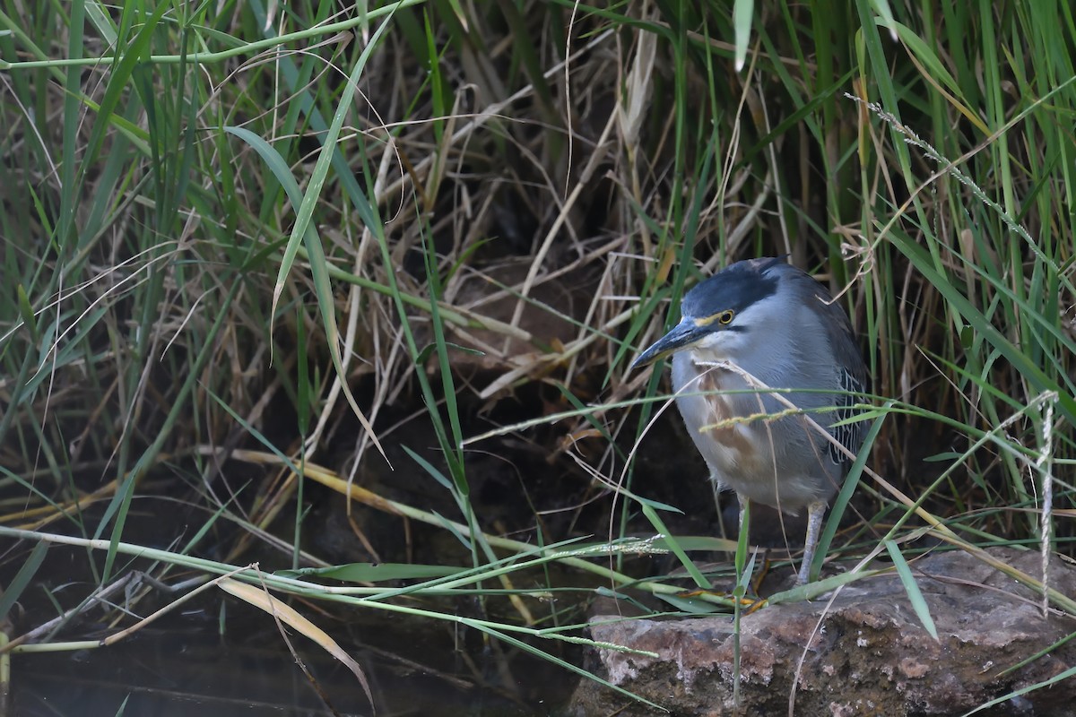 Striated Heron - ML608679704