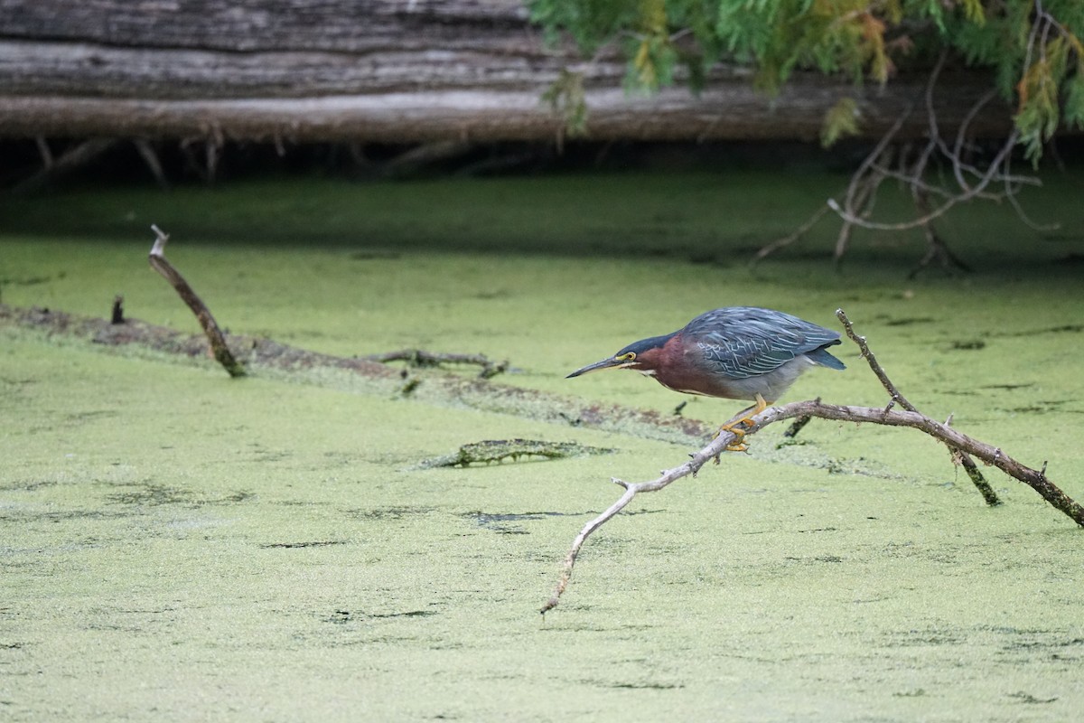 Green Heron - ML608679791