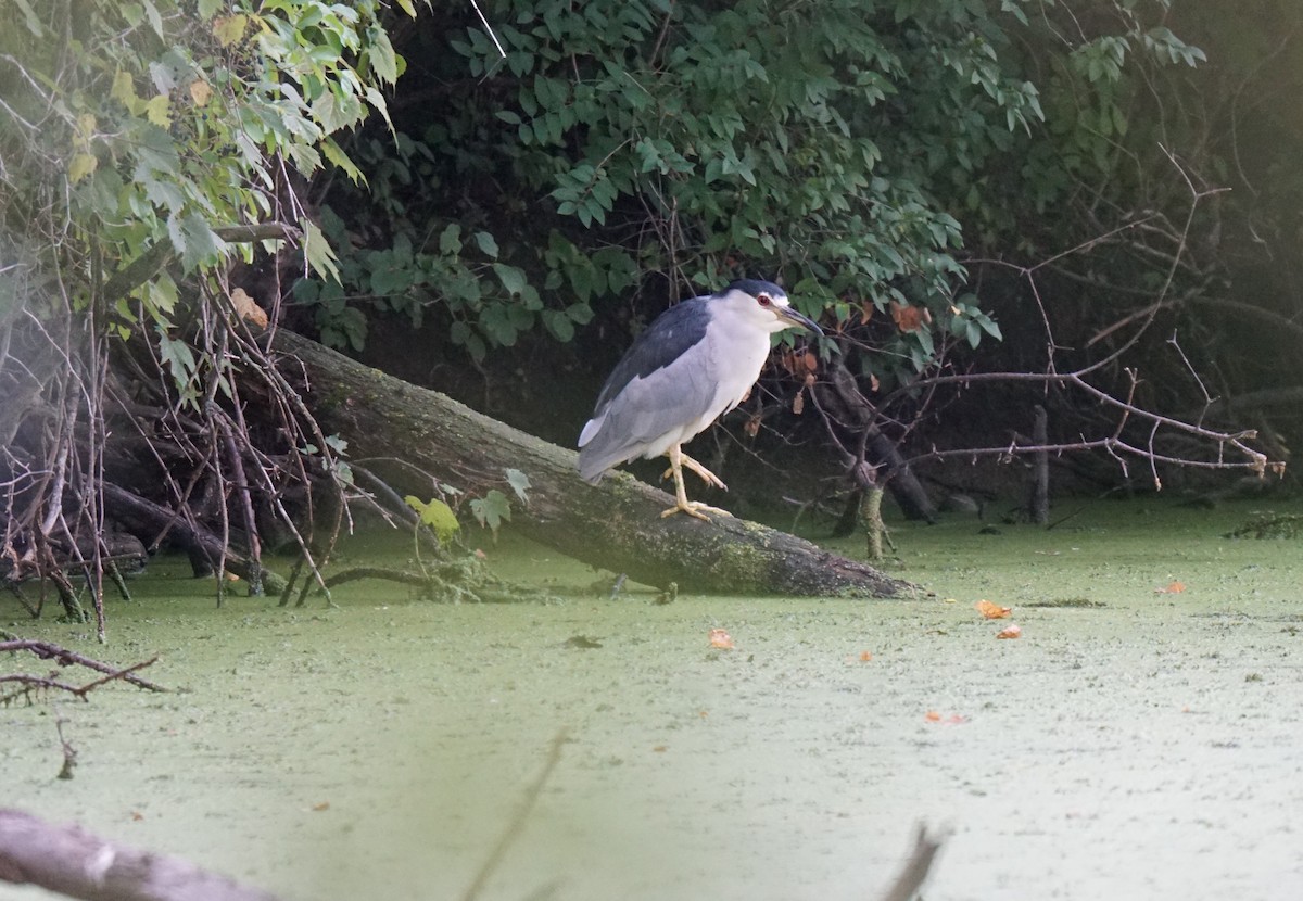 Black-crowned Night Heron - ML608679794