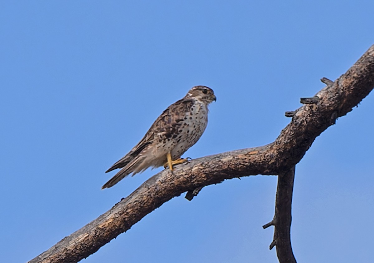 Prairie Falcon - Scott Berglund