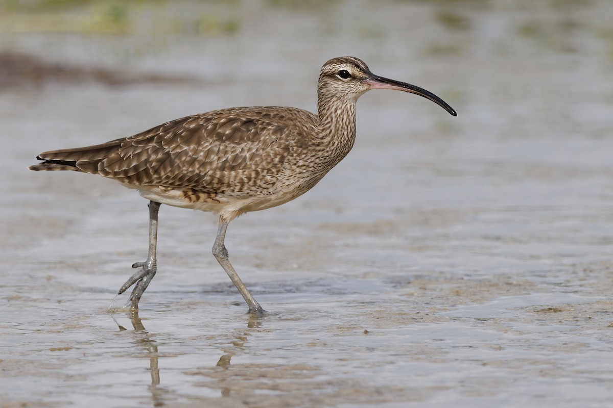 Whimbrel (Hudsonian) - Matt Felperin