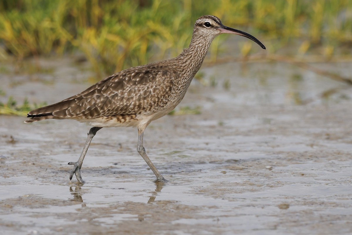 Whimbrel (Hudsonian) - Matt Felperin