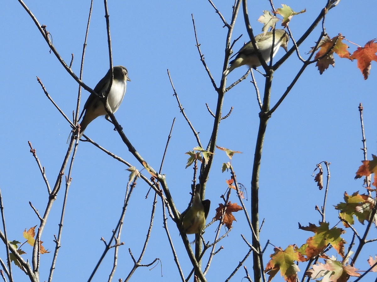 Red-eyed Vireo - ML608679808