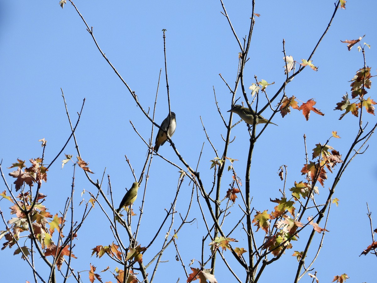 Red-eyed Vireo - ML608679809