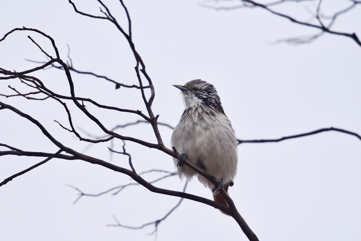 Striped Honeyeater - Fred Booker Malcolm