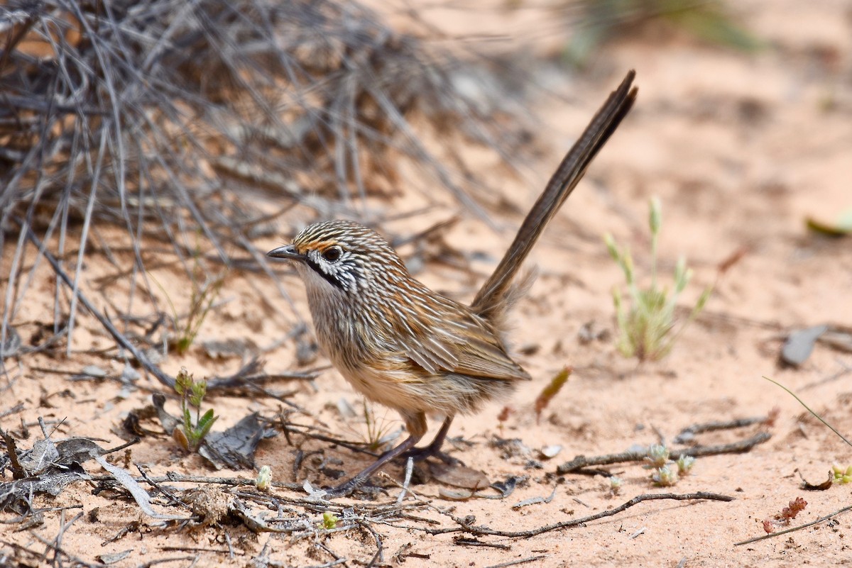 Striated Grasswren - ML608679824