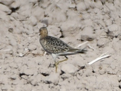 Buff-breasted Sandpiper - Timothy Freiday