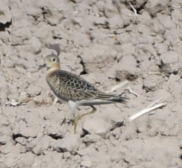 Buff-breasted Sandpiper - Timothy Freiday