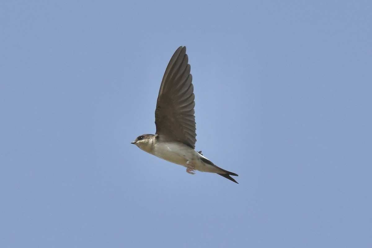 Western House-Martin - ML608679855