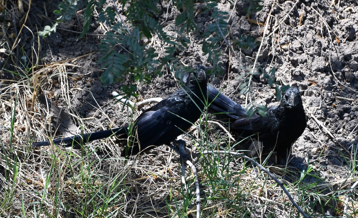 Groove-billed Ani - ML608679868