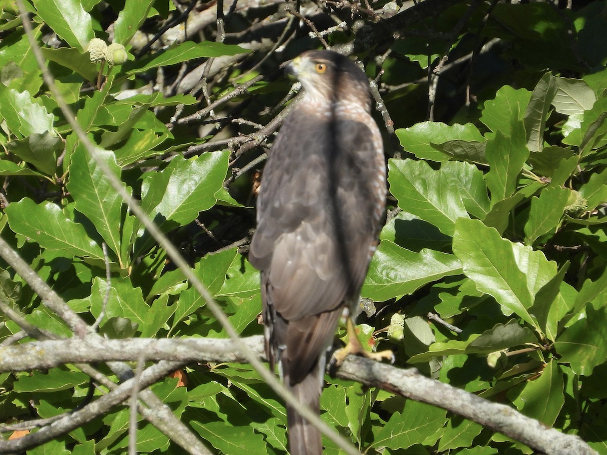 Cooper's Hawk - ML608679870